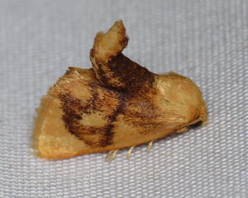 Abbreviated Button Slug Moth