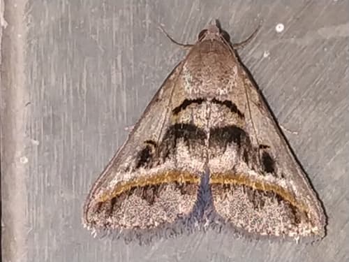 Acantholipes trajecta