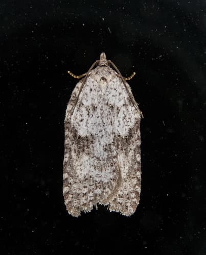 Acleris caliginosana