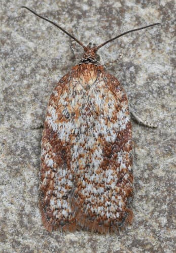 Bog Cranberry Leafroller