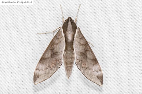 Acosmerycoides harterti