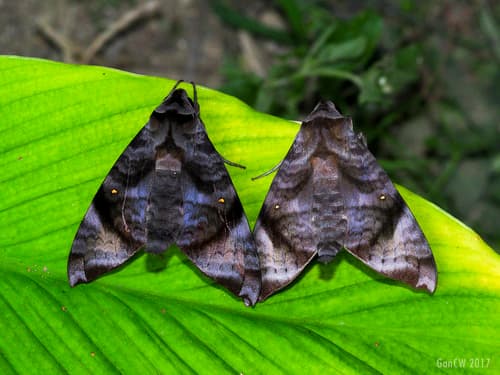 Acosmeryx pseudonaga