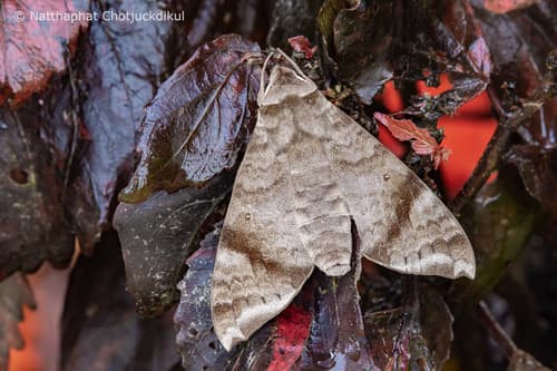 Shervill's Hawk-moth