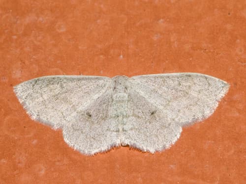 Pale Green Looper Moth