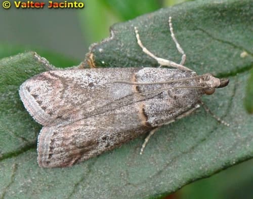 Oblique Acrobasis Moth
