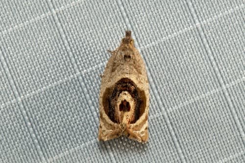 Acroceuthes metaxanthana