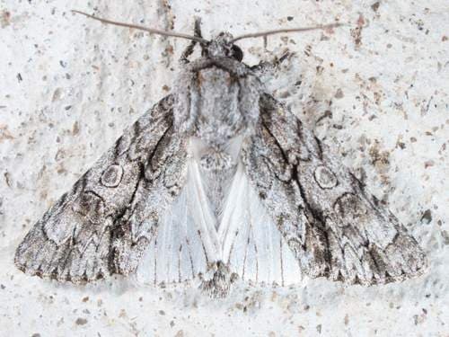 Streaked Dagger Moth