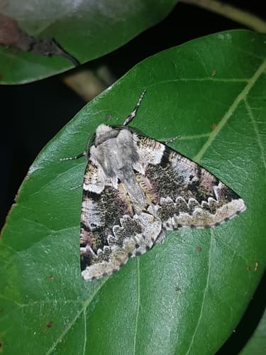 Acronyctodes mexicanaria