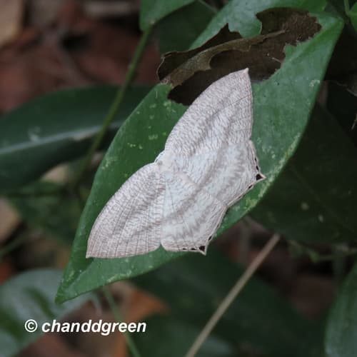 Acropteris ciniferaria
