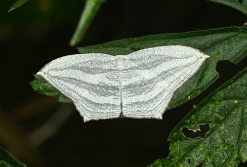 Acropteris leptaliata