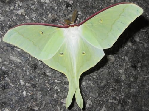 Japanese Luna Moth