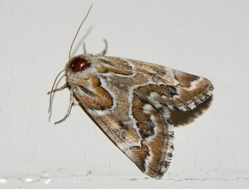 Acute-lined Flower Moth
