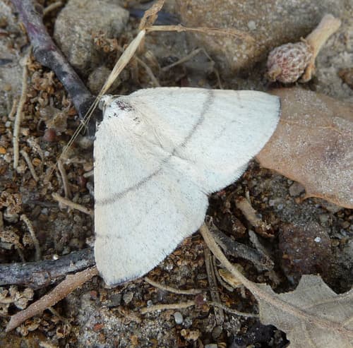 Adactylotis gesticularia