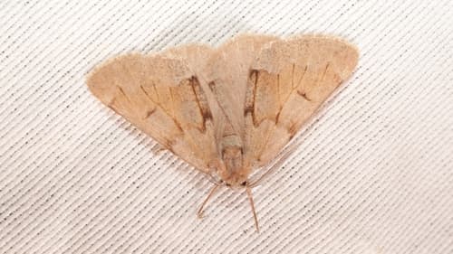 Adalbertia castiliaria