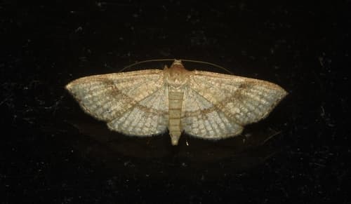 Addaea subtessellata