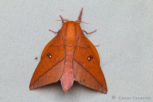 Adeloneivaia boisduvalii