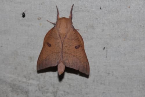 Adeloneivaia pallida