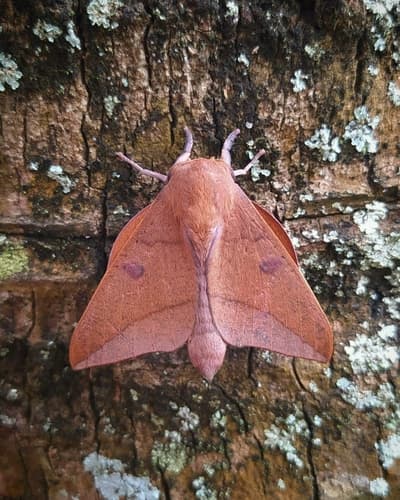 Adeloneivaia subangulata