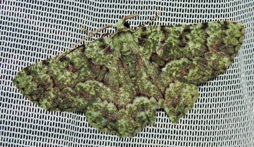 Aeolochroma hypochromaria