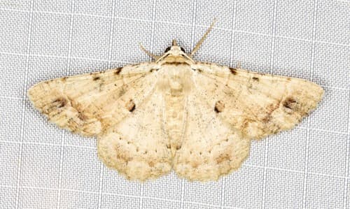 Aeolochroma quadrilinea