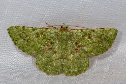 Aeolochroma viridicata