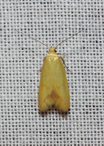 Aeolothapsa malacella