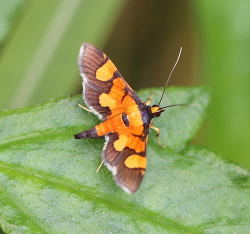 Aethaloessa calidalis