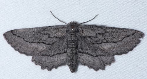 Packard's Aethaloida