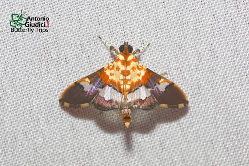 Aetholix flavibasalis