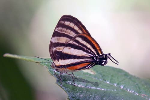 Aetolus Stripestreak