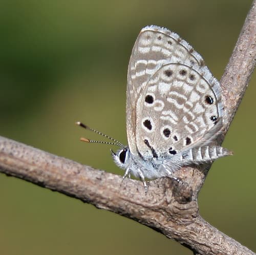 African Babul Blue