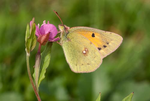 African Clouded Yellow