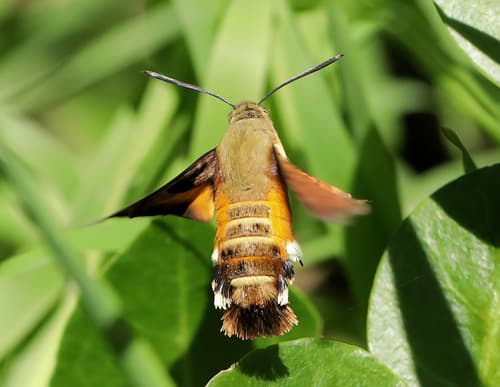 African Hummingbird Hawkmoth