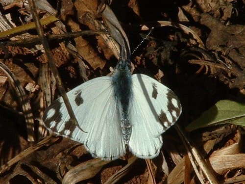 African Meadow White