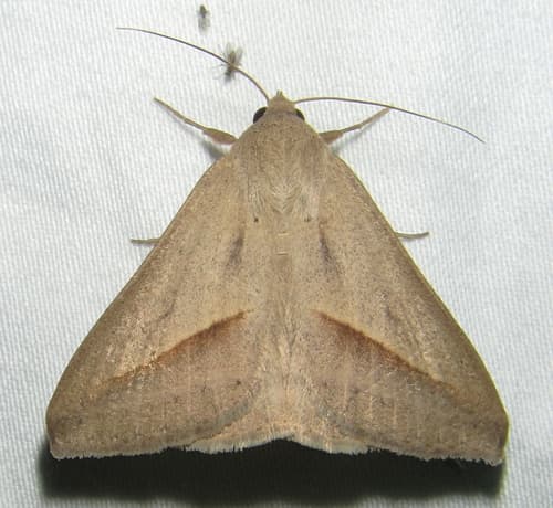 African Sugarcane Semilooper