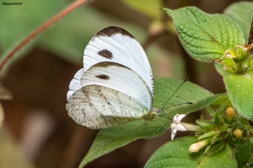 African Wood White