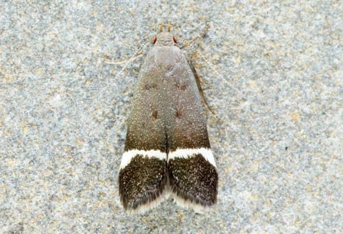 Agrimony Anacampsis Moth