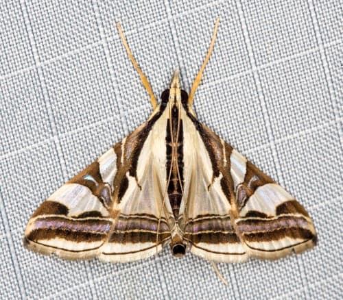 Agrioglypta excelsalis