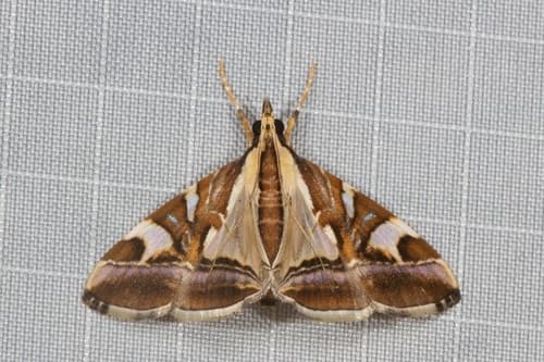 Agrioglypta itysalis