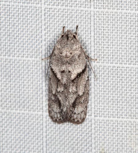 Agriophara plagiosema