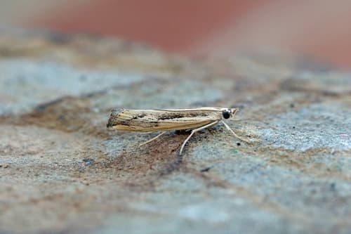 Agriphila trabeatellus