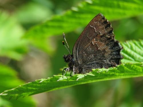 Frivaldszky's Hairstreak