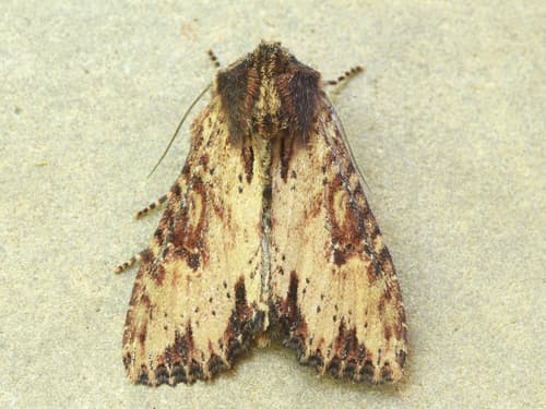 Airy Apamea Moth