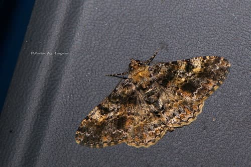 Taiwan Variegated Alcis Moth