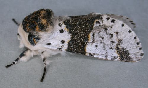 Alder Kitten