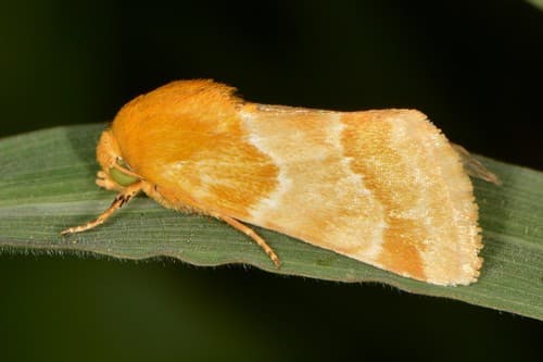 Alluring Schinia Moth