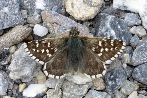 Alpine Grizzled Skipper