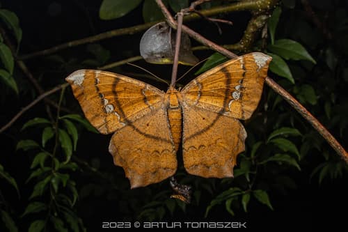 Angeronaria Looper Moth