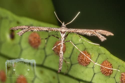 Amblyptilia repletalis