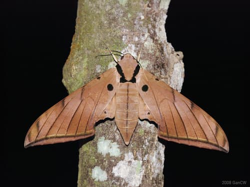 Pryer's Hawk-moth